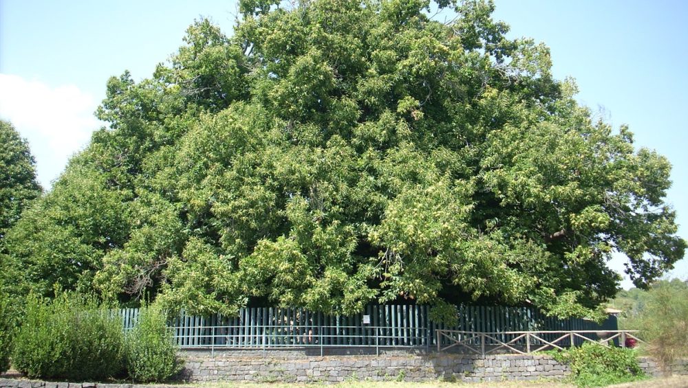 Castagno dei Cento Cavalli