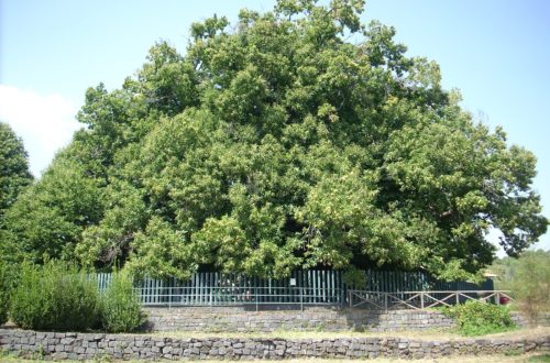 Castagno dei Cento Cavalli